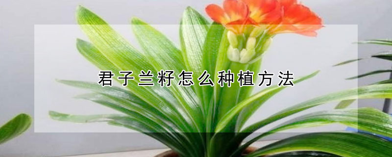 君子兰籽怎么种植方法