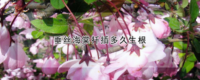 垂丝海棠扦插多久生根