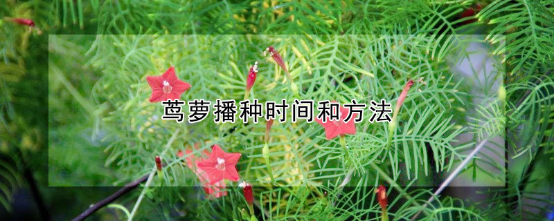 茑萝播种时间和方法