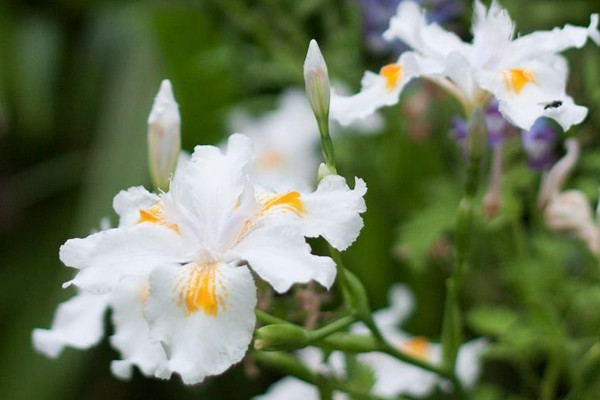 蝴蝶花长什么样子