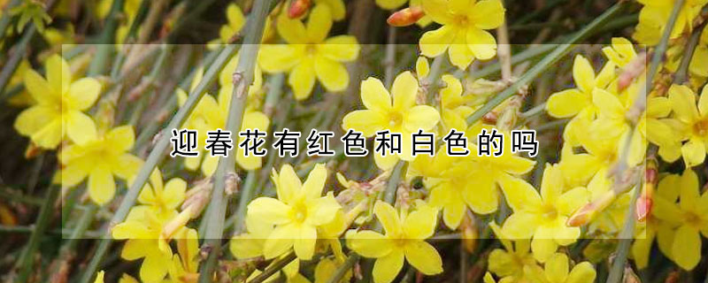 迎春花有红色和白色的吗