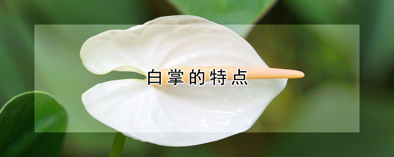 白掌的特点