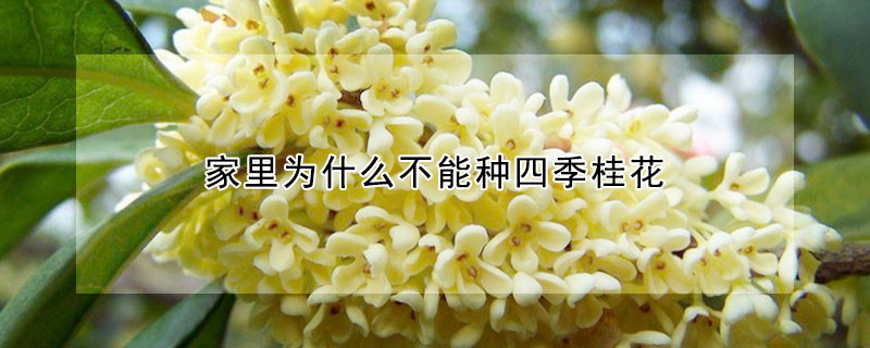 家里为什么不能种四季桂花