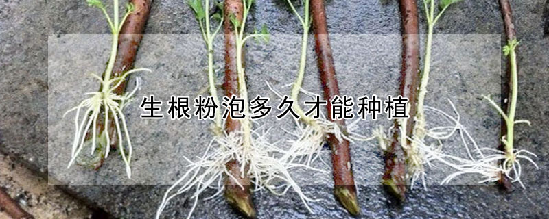 生根粉泡多久才能种植