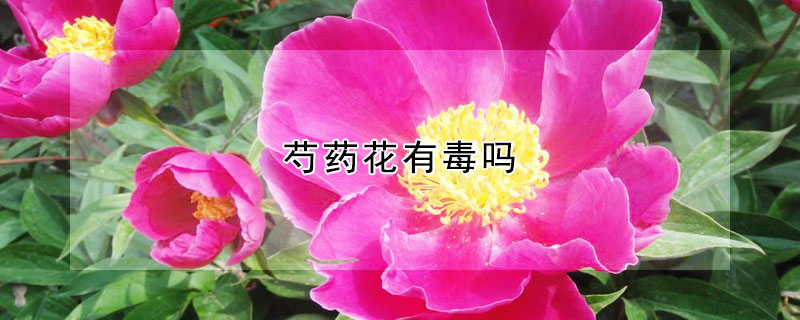 芍药花有毒吗