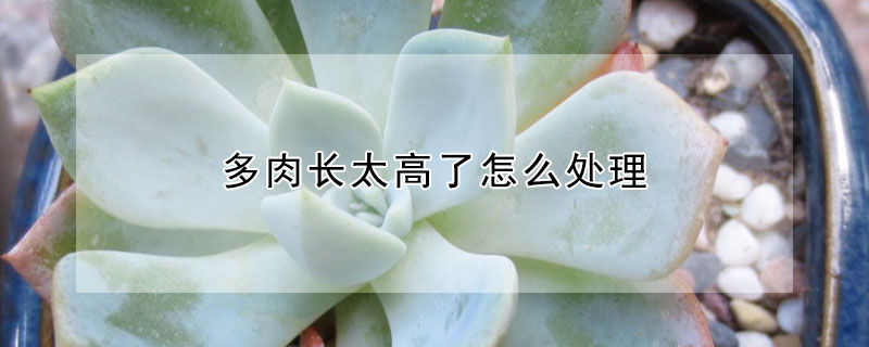 多肉长太高了怎么处理