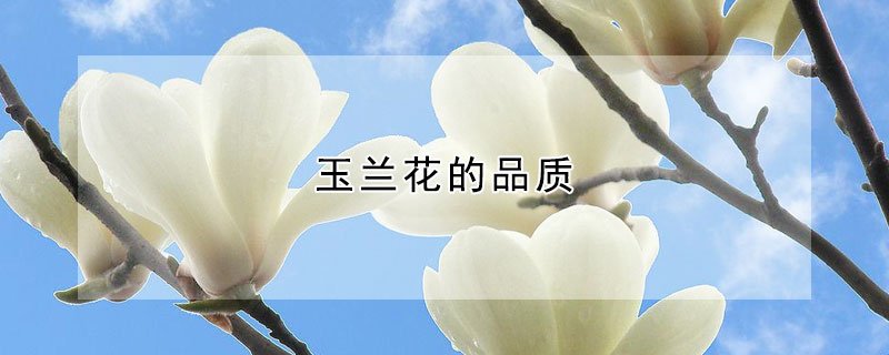 玉兰花的品质