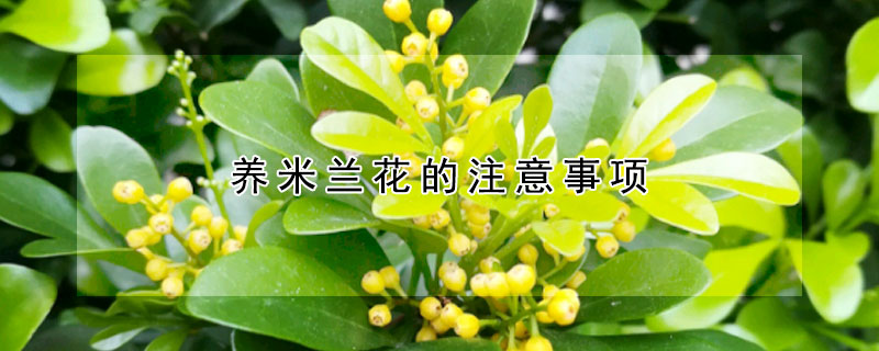 养米兰花的注意事项