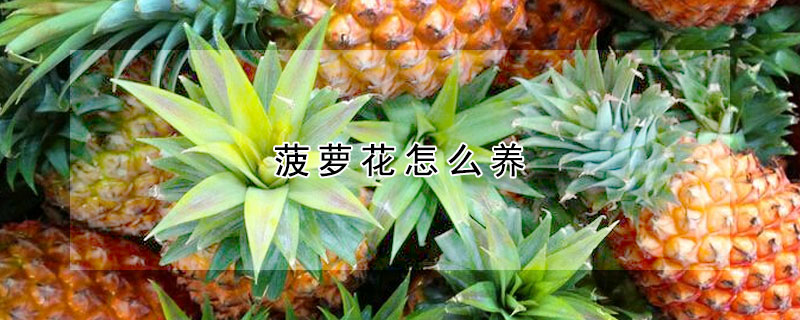 菠萝花怎么养