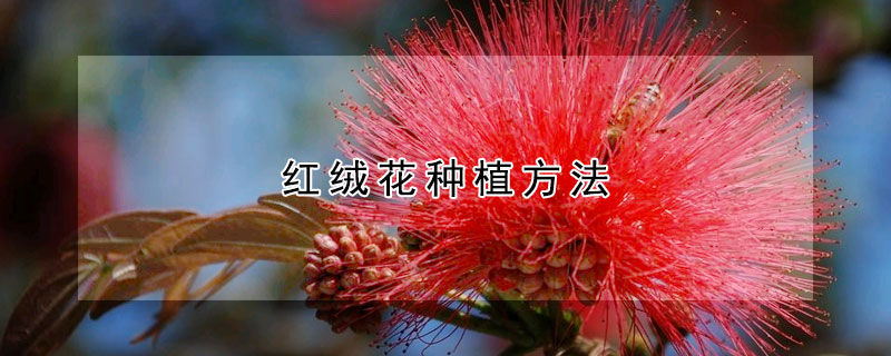 红绒花种植方法