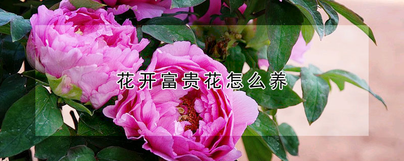 花开富贵花怎么养