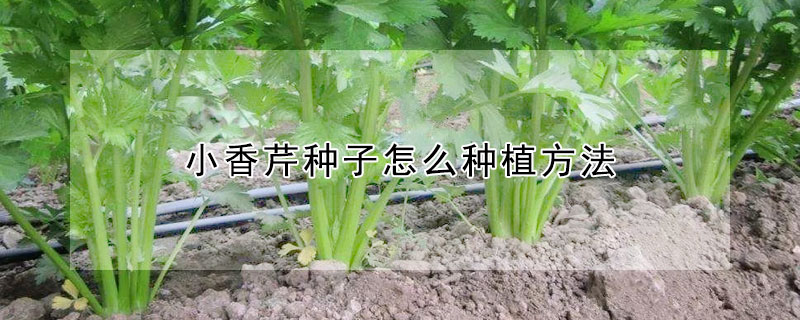 小香芹种子怎么种植方法