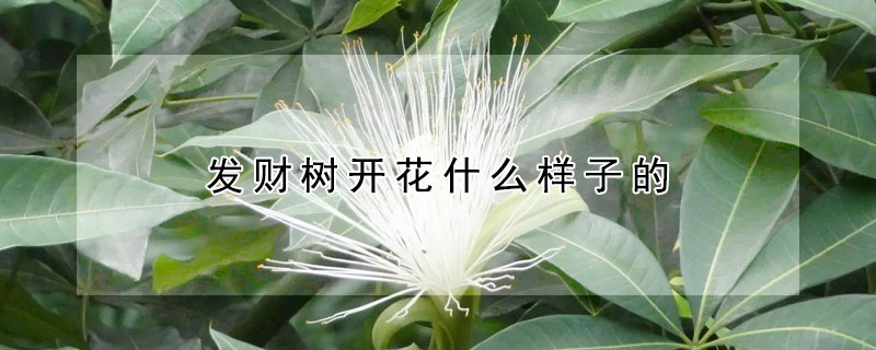 发财树开花什么样子的