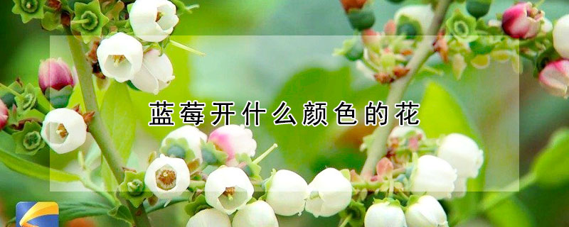 蓝莓开什么颜色的花