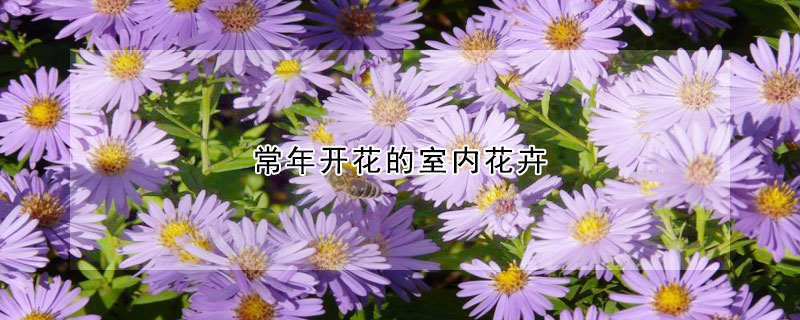 常年开花的室内花卉