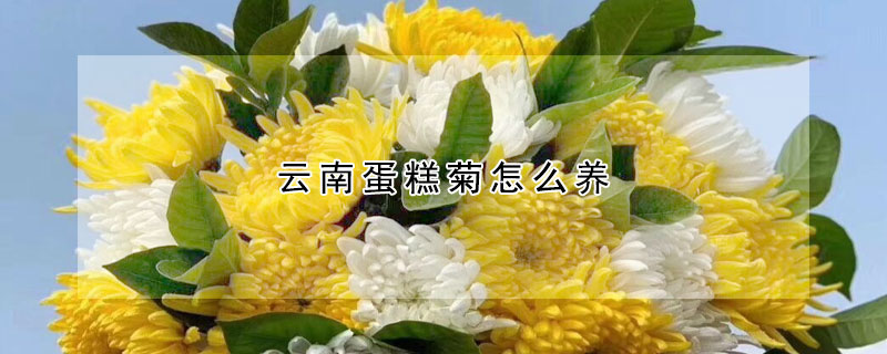 云南蛋糕菊怎么养