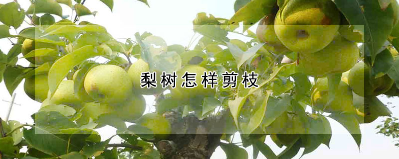 梨树怎样剪枝