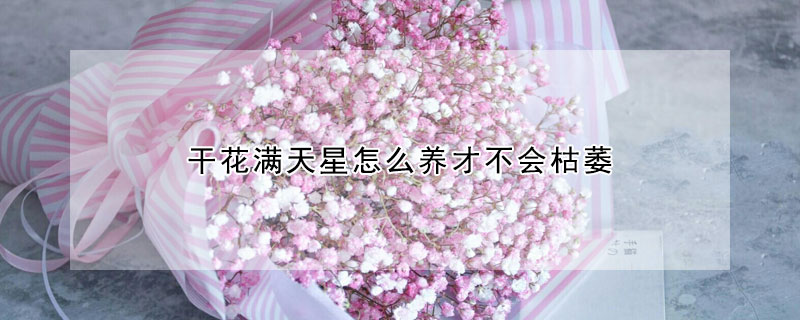 干花满天星怎么养才不会枯萎