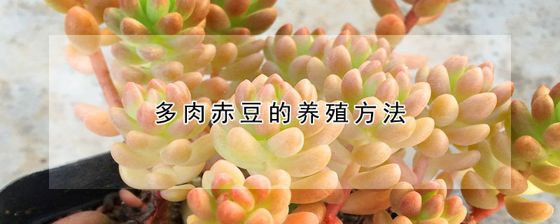 多肉赤豆的养殖方法