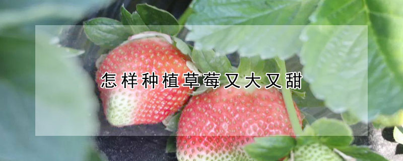 怎样种植草莓又大又甜