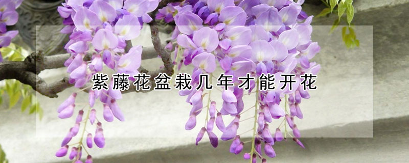 紫藤花盆栽几年才能开花 发财农业网