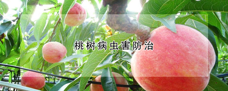 桃树病虫害防治