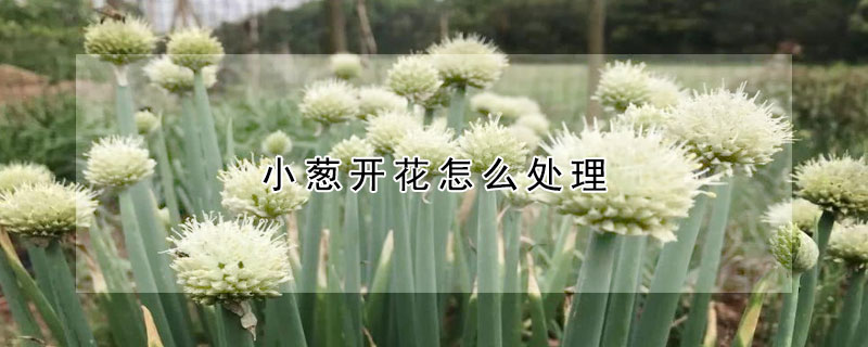 小葱开花怎么处理