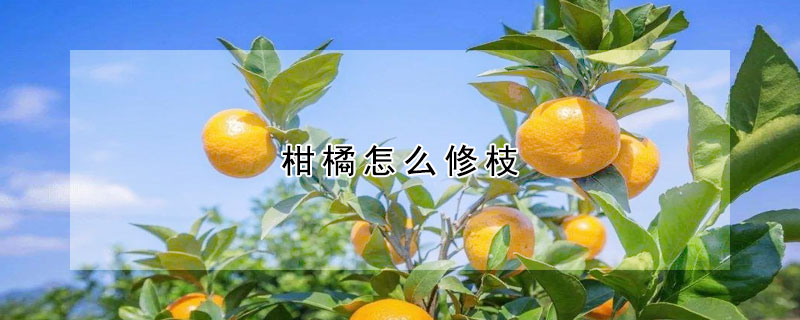 柑橘怎么修枝 —【发财农业网】