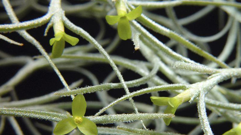 松萝是什么植物