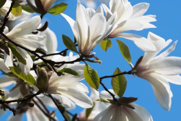 开白花的树叫什么名字 发财农业网