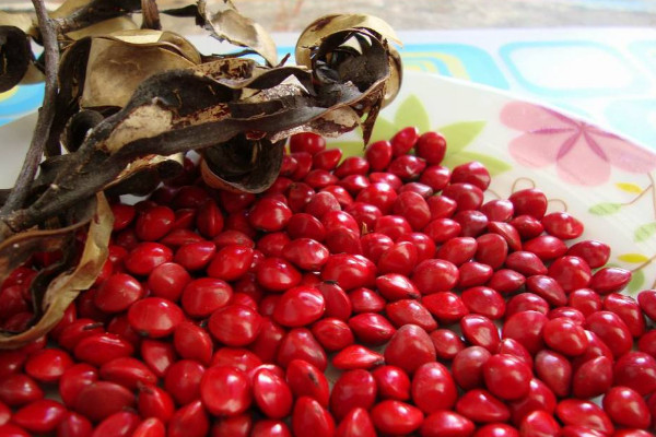 南国红豆是什么植物