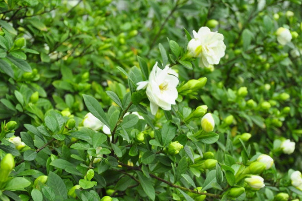 栀子花光长叶不开花什么原因