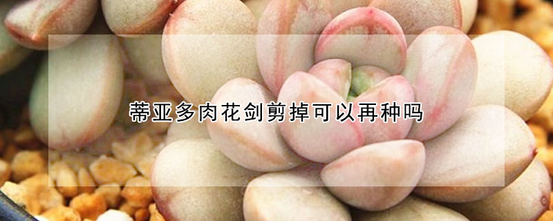 蒂亚多肉花剑剪掉可以再种吗