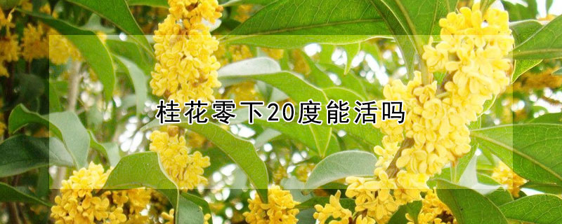 桂花零下20度能活吗