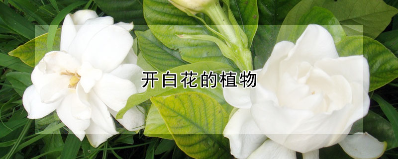 开白花的植物 发财农业网