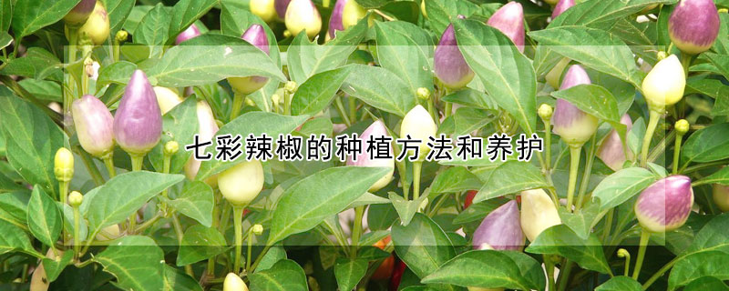 七彩辣椒的种植方法和养护