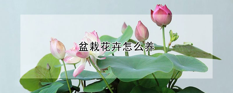 盆栽花卉怎么养