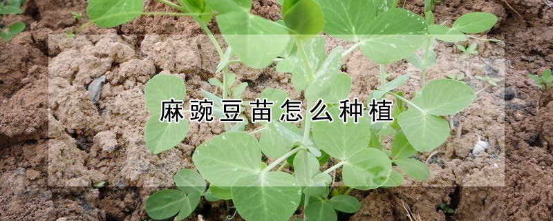 麻豌豆苗怎么种植