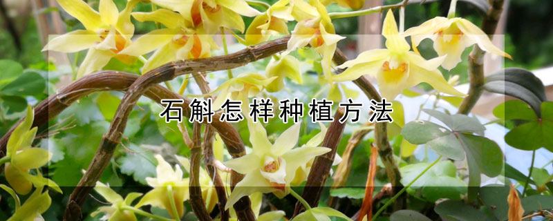 石斛怎样种植方法