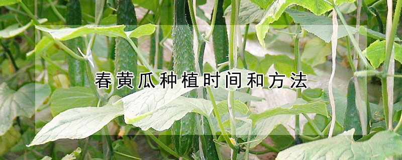 春黄瓜种植时间和方法