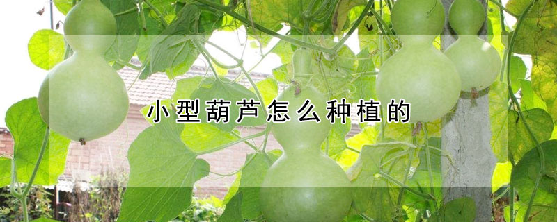 小型葫芦怎么种植的