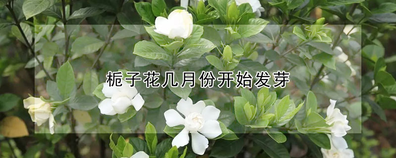 栀子花几月份开始发芽