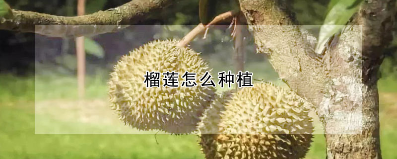 榴莲怎么种植