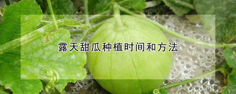 露天甜瓜种植时间和方法