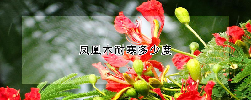 凤凰木耐寒多少度