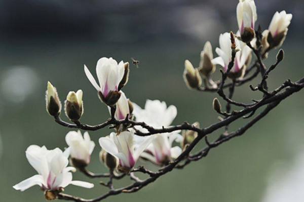 玉兰花长什么样子