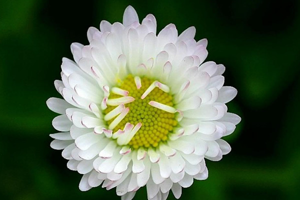 雏菊花语是什么意思 寓意
