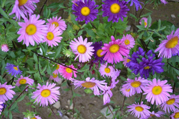 雏菊花语是什么意思 寓意