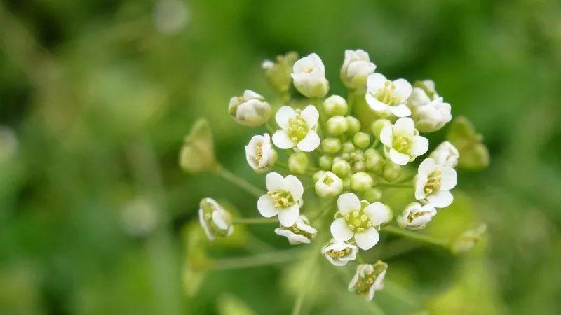 荠菜开花是什么样子