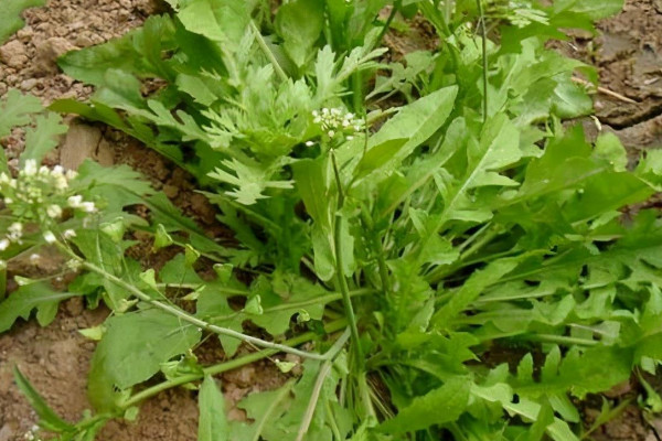 荠菜开花是什么样子